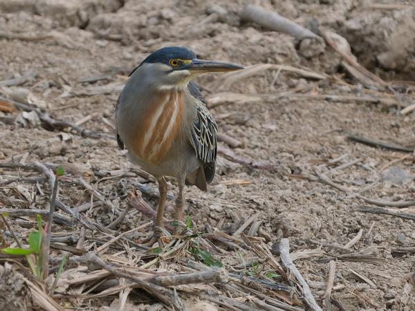 Mangrovereiger (Butorides striata)
